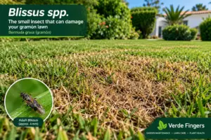 Blissus Damage on Gramón Lawn in Andalucía