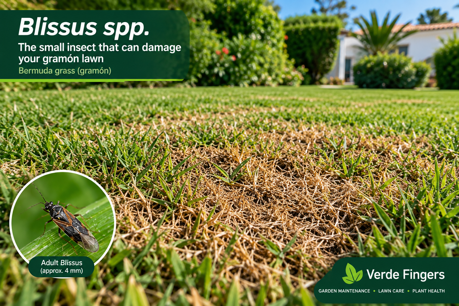 Blissus Damage on Gramón Lawn in Andalucía