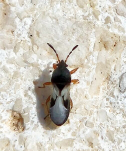 Blissus pest damage on gramón Bermuda grass lawn in Andalucía